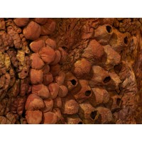 <a href=https://www.galeriegosserez.com/gosserez/artistes/l-c-lab.html> L&C Lab</a> - Biomater - Free Shape II